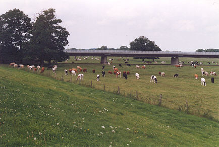 Bunte K&uuml;he an der D&ouml;mitzer Br&uuml;cke