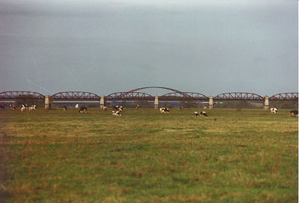 Kühe im Deichvorland