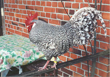 H&uuml;hnerstall als Ferienwohnung. Der Hahn wei&szlig; das !