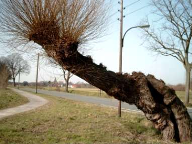 Alte Kopfweide in Methler