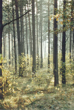 Langendorfer Wald
