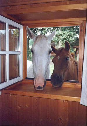 Pferdek&ouml;ppe schauen dich neugierig an...